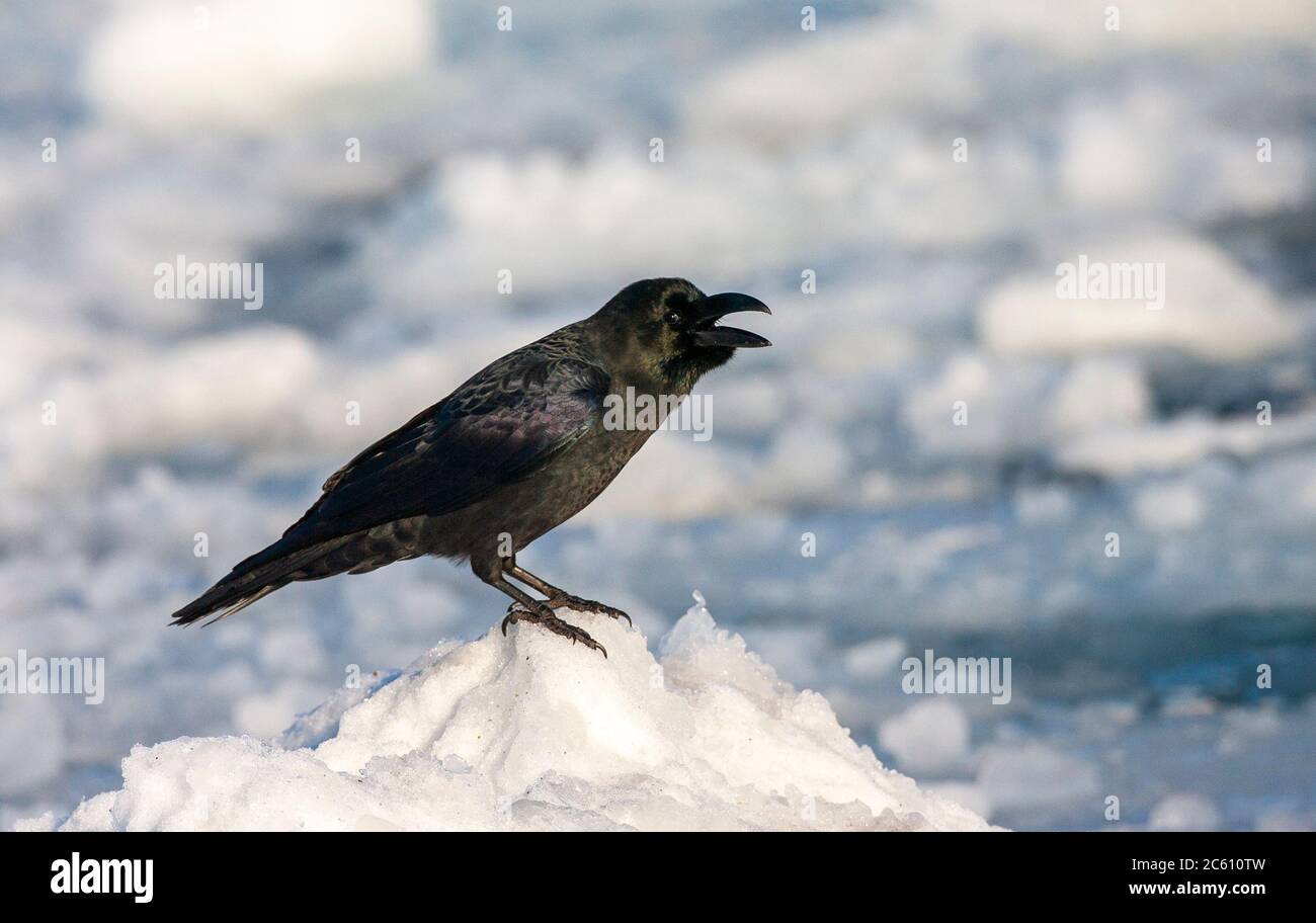 Großschnabeldrohe (Corvus macrorhynchos japonensis), auch als Jungle Crow bekannt. Sitzen auf Drift Eis vor der Küste von Hokkaido in Japan. Stockfoto