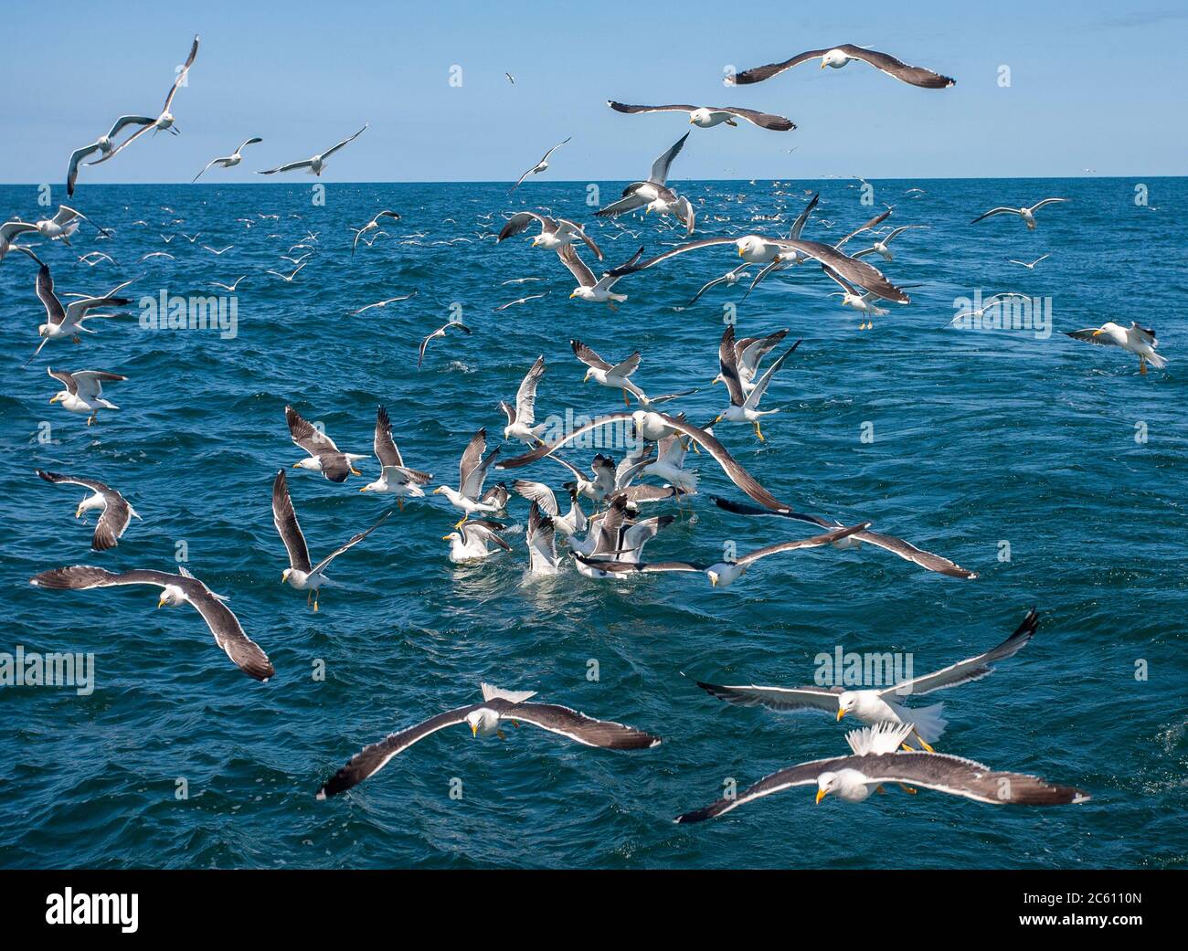 Riesige Schar kleiner Schwarzer Möwen (Larus fuscus), die in den Niederlanden über die Nordsee fliegen. Dem Fischerboot folgen und Lebensmittel abholen Stockfoto