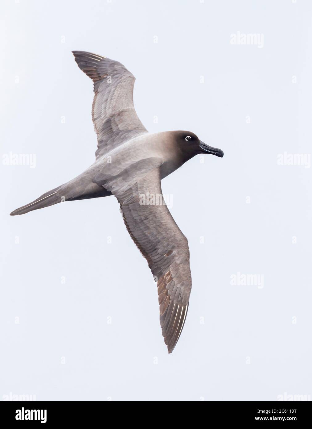 Hellmanniger Albatross (Phoebetria palpebrata) hoch im Himmel über dem Pazifik zwischen den Auckland-Inseln und Antipodes-Inseln, Neuseeland Stockfoto