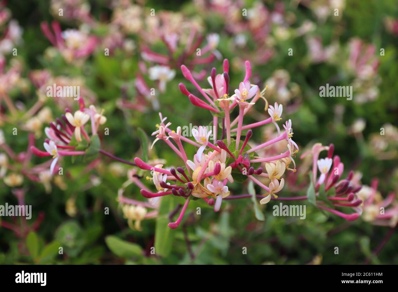 Portugal Pflanzenarten - Lonicera etrusca (Etruskische geißblatt) in der Region Algarve. Stockfoto