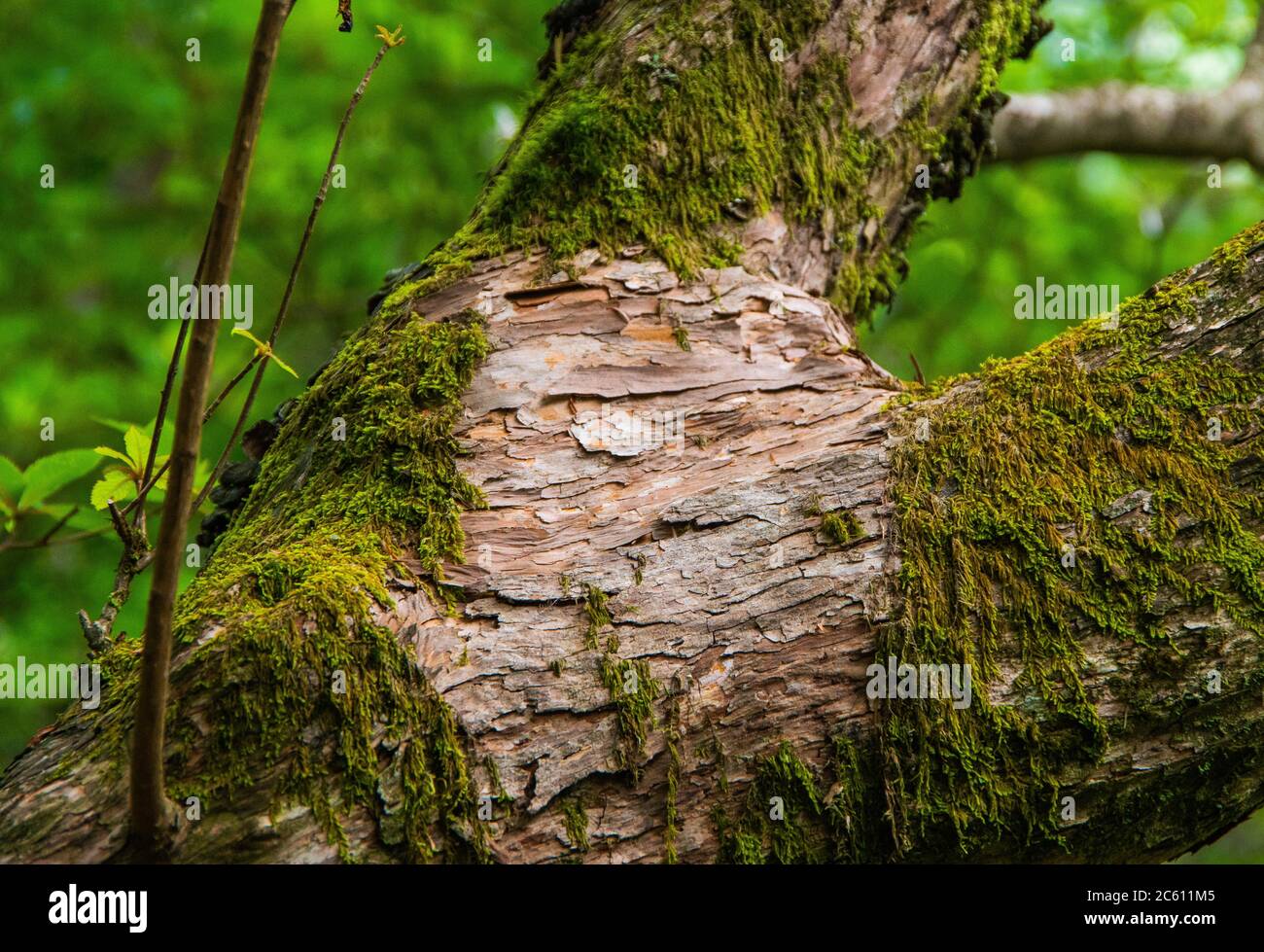 Diese Aufnahme wurde auf etwa 1,200 Metern (3,937 Fuß) aufgenommen, wo Sie viele Moosarten sehen können, die aus toten Bäumen in einem alten Wald neues Leben erschaffen Stockfoto