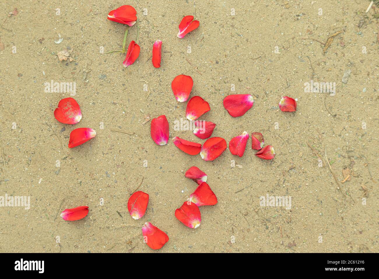 Rote Rosenblätter fallen durch Wind auf den Boden Stockfoto