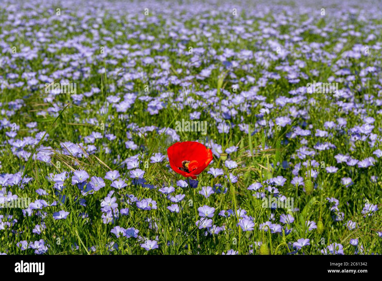 Flachsfeld (Linum usitatissimum) und Mohnblumen in Blüte. Puy de Dome. Auvergne. Frankreich Stockfoto