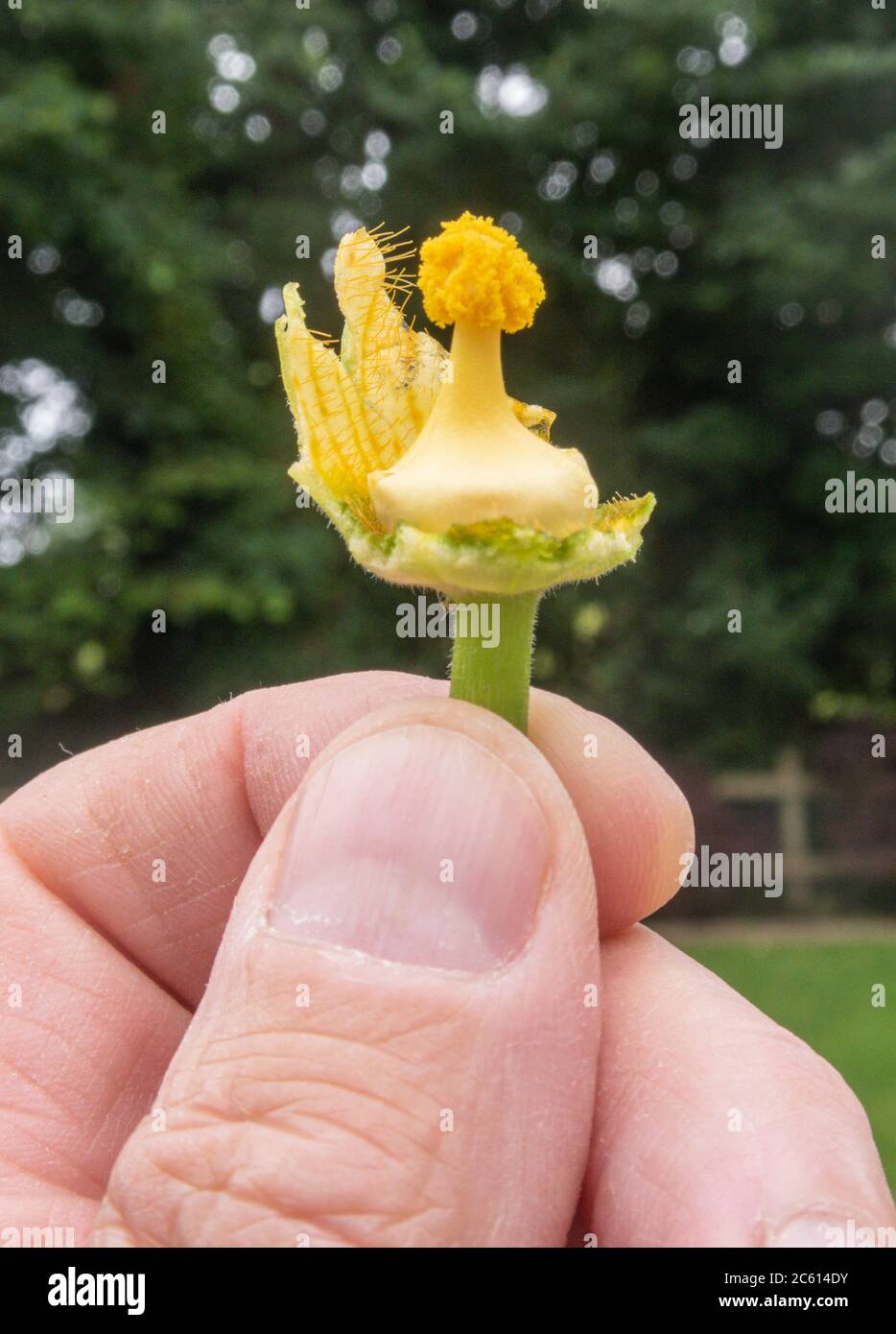 Männliche Zucchini Blume mit abgestrippten Blütenblättern, bereit, eine weibliche Blume zu bestäubern Stockfoto