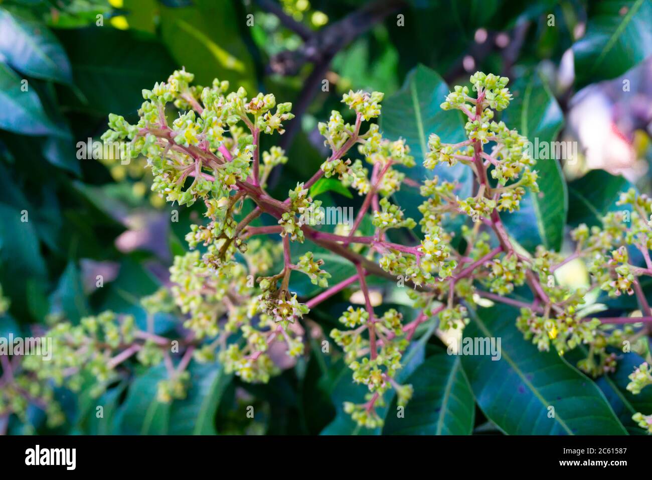 Mangifera indica, auch Mango genannt. Ein Schuss Obstbaum mit kleinen Mangos und seinen Blumen. Stockfoto