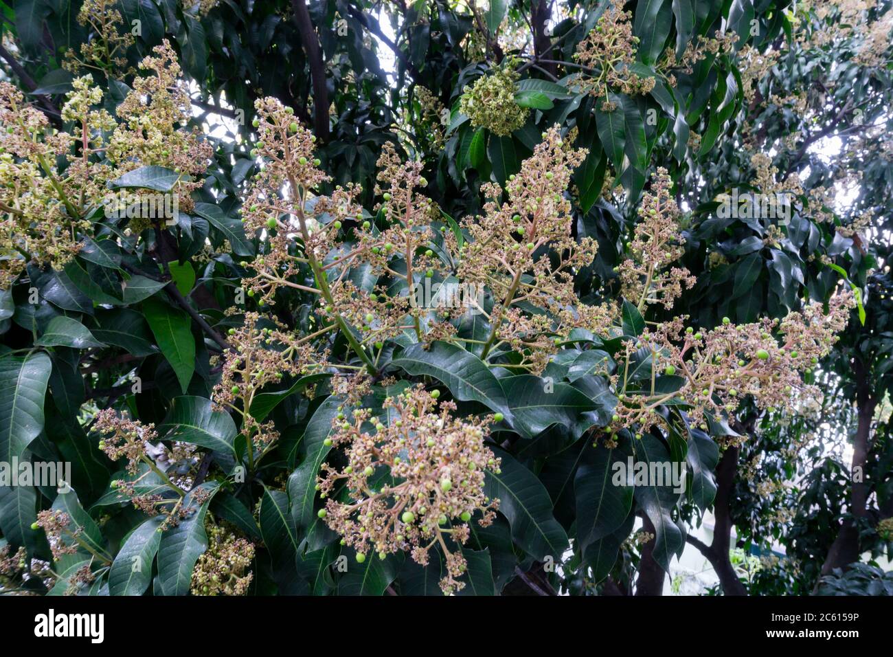 Mangifera indica, auch Mango genannt. Ein Schuss Obstbaum mit kleinen Mangos und seinen Blumen. Stockfoto