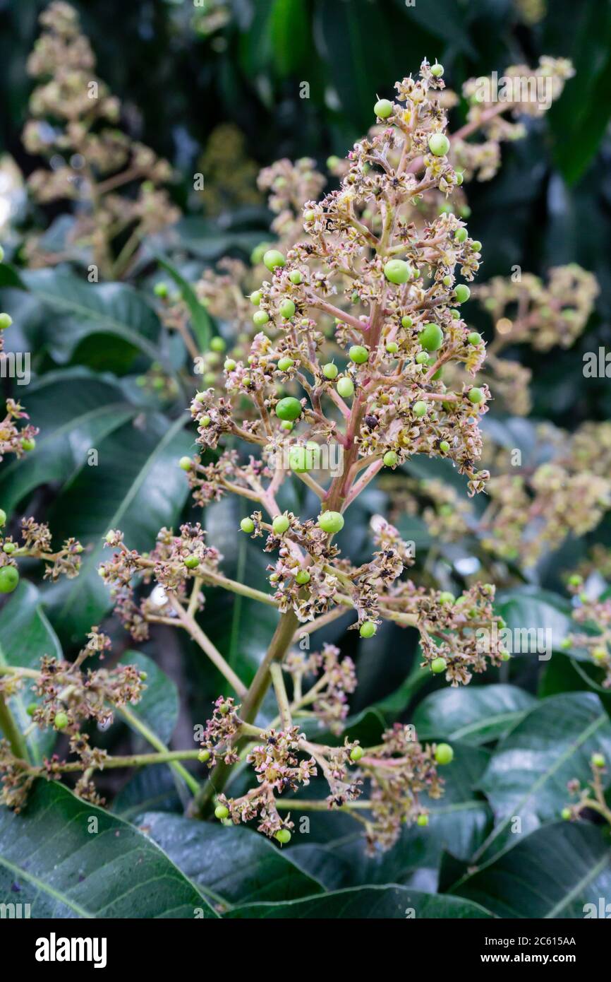 Mangifera indica, auch Mango genannt. Ein Schuss Obstbaum mit kleinen Mangos und seinen Blumen. Stockfoto