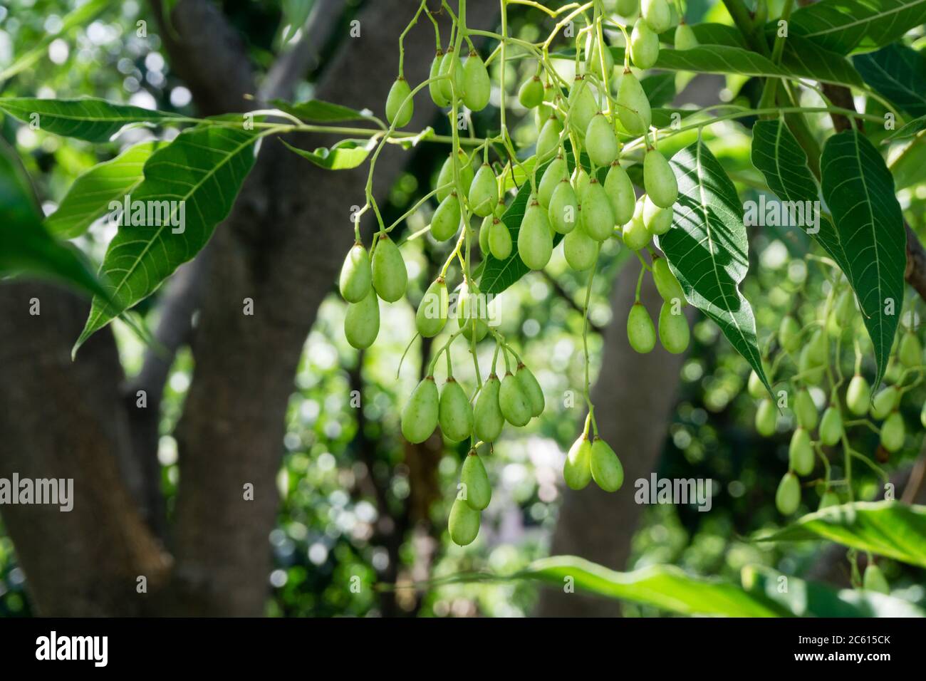 Indische Fliedersamen, Früchte und Blätter. Azadirachta indica, allgemein bekannt als Neem, Nimtree oder indische Flieder, ist ein Baum in der Familie der Mahagoni Meliaceae. Stockfoto