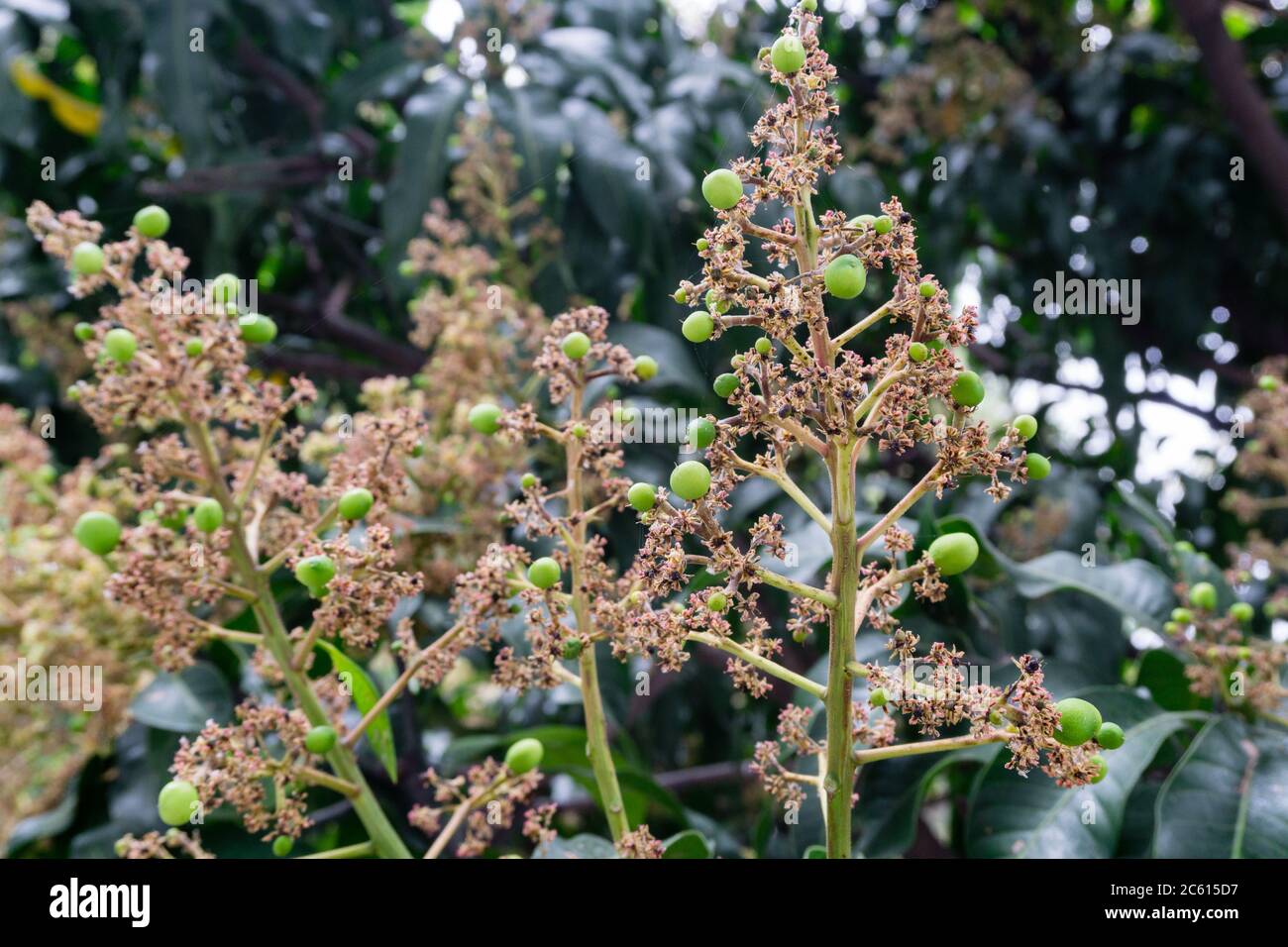 Mangifera indica, auch Mango genannt. Ein Schuss Obstbaum mit kleinen Mangos und seinen Blumen. Stockfoto