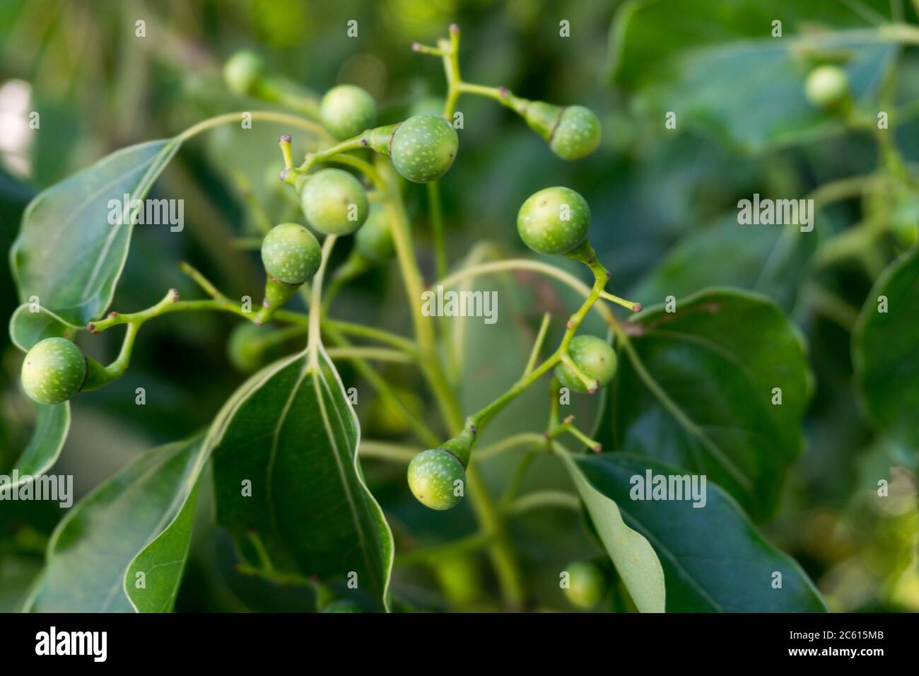 Eine Nahaufnahme von Kampfer Lorbeersamen und Blättern. Cinnamomum camphora ist eine immergrüne Baumart, die allgemein unter den Namen camphor bekannt ist Stockfoto