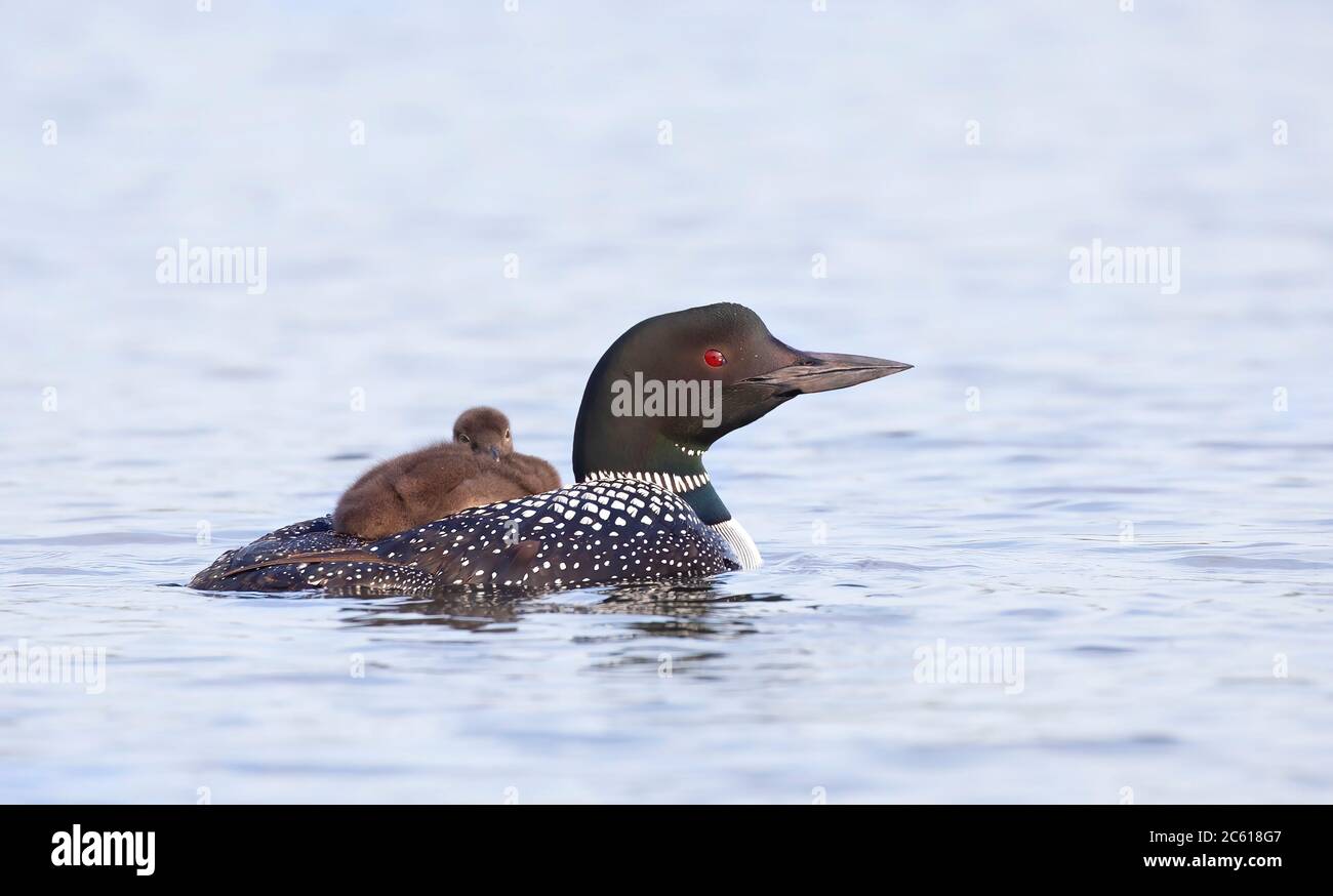 Gemeinsame Eistaucher (Gavia Immer) mit Küken durch Ihre Seite auf einem ruhigen See im Sommer in Ontario, Kanada. Stockfoto