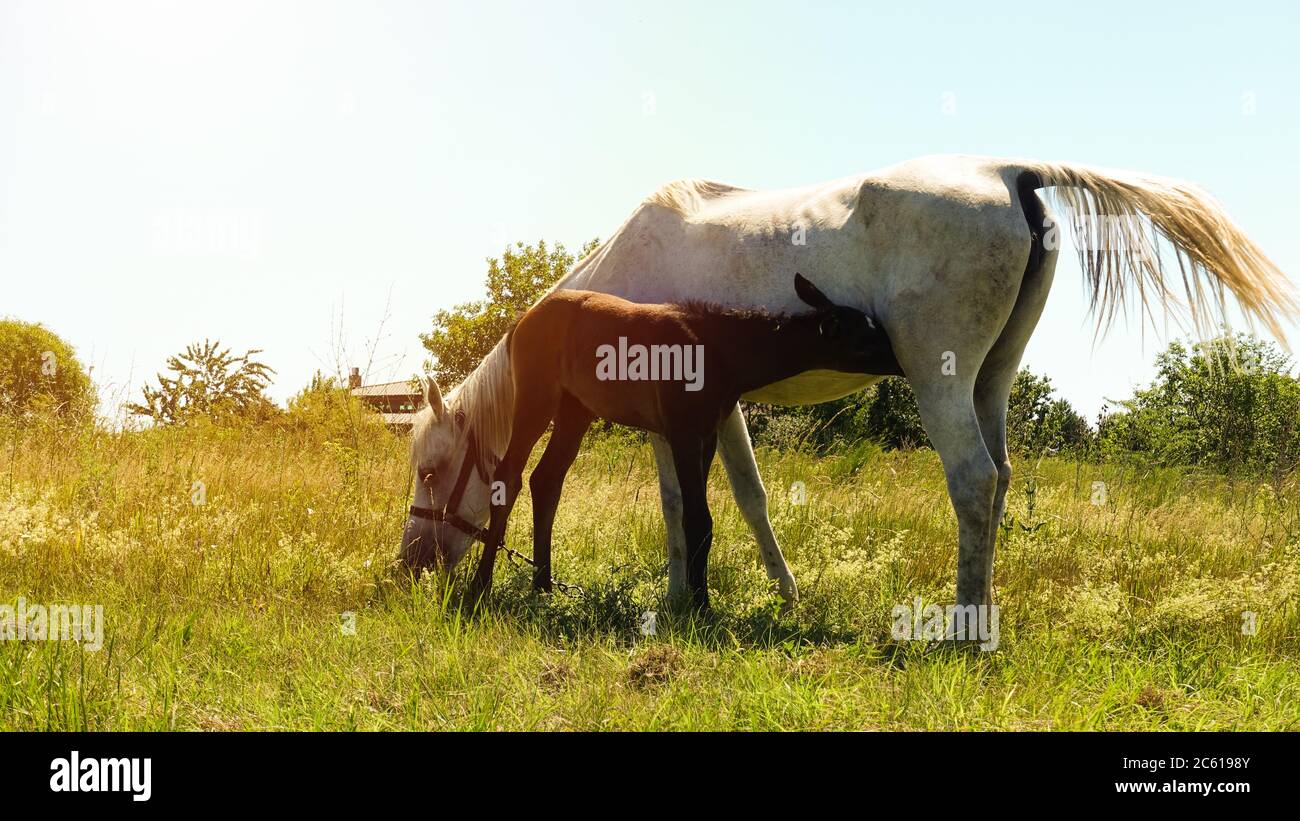 Kleines Fohlen stillen von ihrer Mutter Pferd. Füttern ihr einziges Baby mit Milch während der heißen Sommertage. Stockfoto