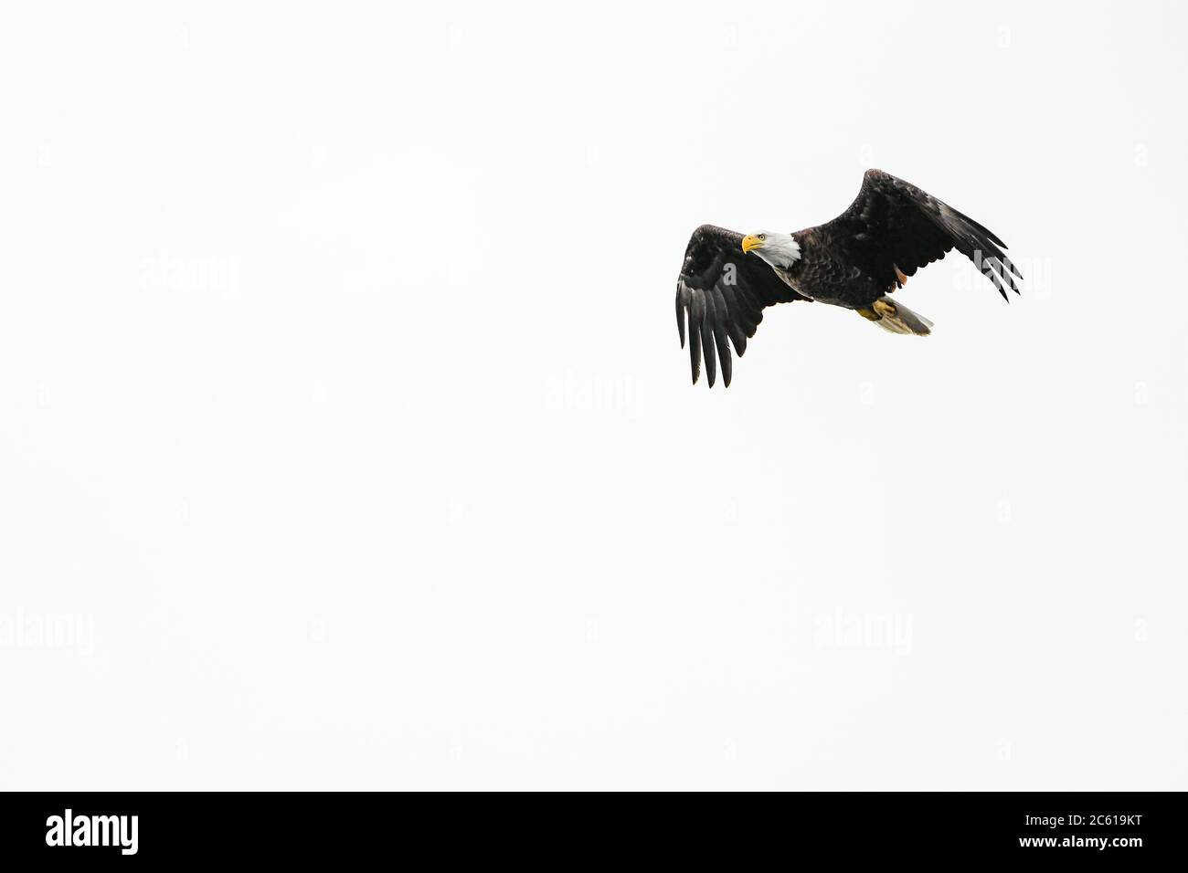 Weißkopfseeadler fliegender weißer Hintergrund - Lake Winnipesaukee NH - New Hampshire - Haliaeetus leucocephalus - Weißkopfseeadler Flügelspanner Weißkopfseeadler Flügel ausgebreitet Stockfoto