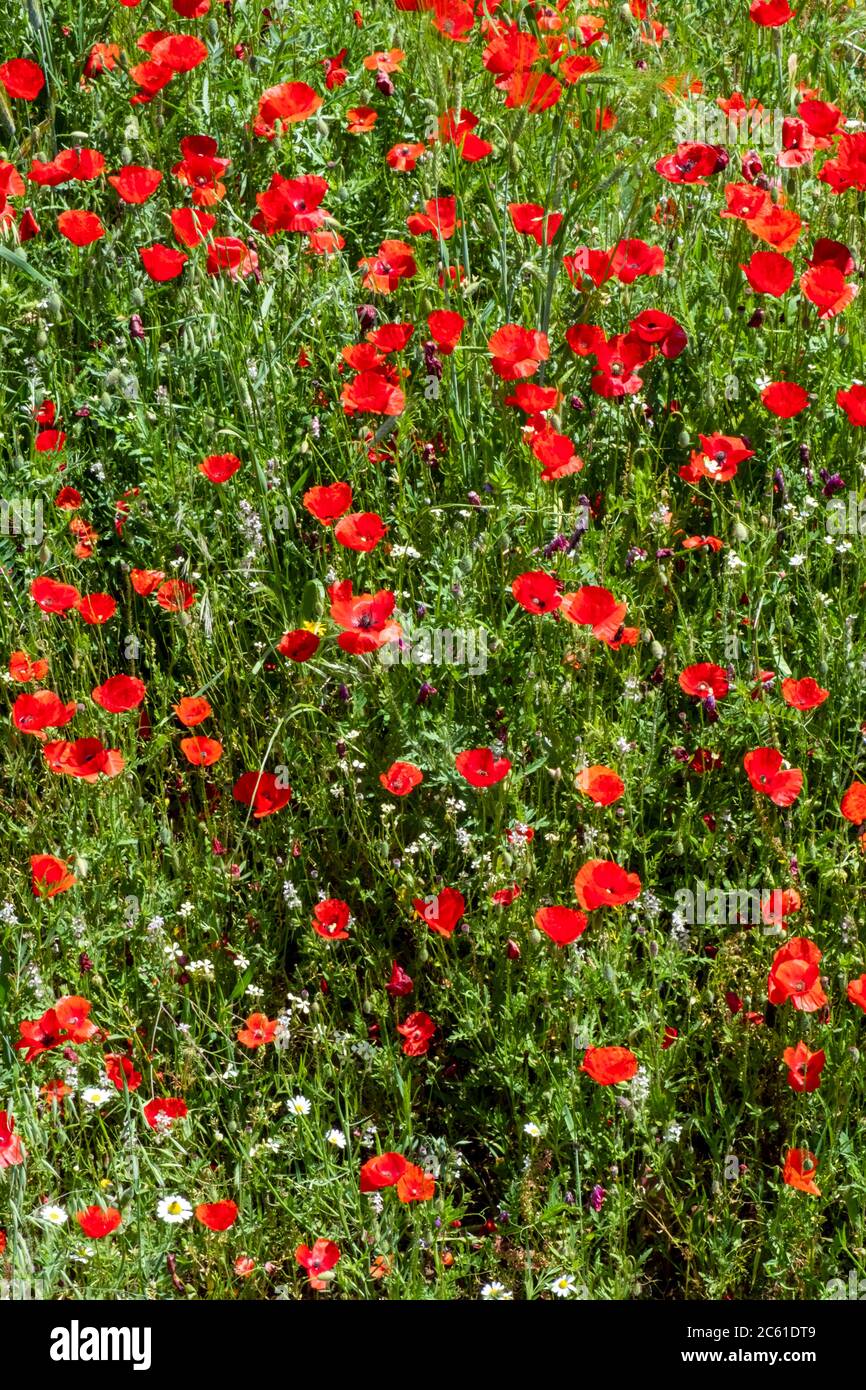 Rote Mohnblumen auf einer Wiese Stockfoto