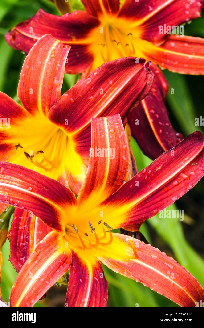 Rote Hemerocallis Karmesin Glory Daylily Hemerocallis Stockfoto