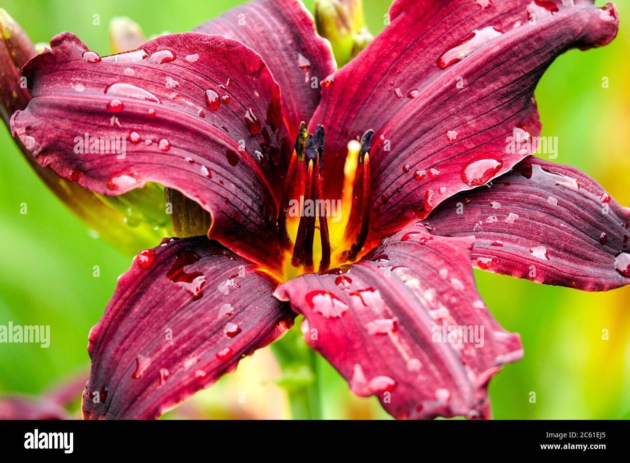 Wassertropfen auf der Blume Daylily Hemerocallis 'Double Firecracker' Stockfoto