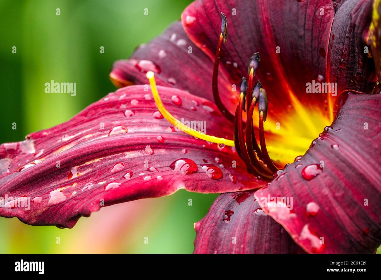 Hemerocallis „Double Firecracker“ Daylily Hemerocallis Stockfoto