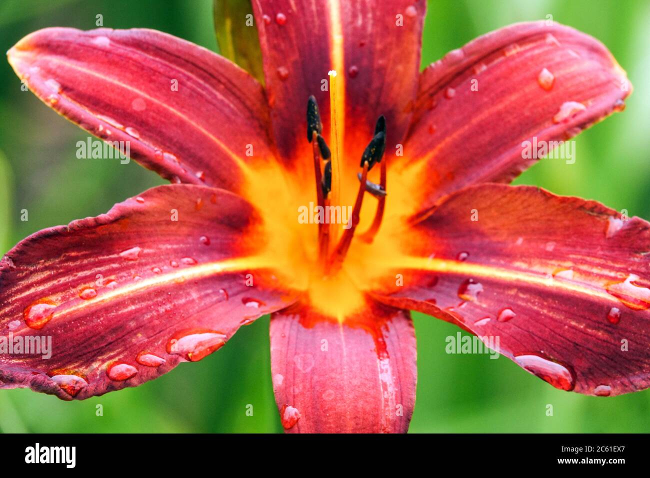 Rote Daylilienblume Hemerocallis 'Rightery' dunkelrot schöne Blüte Stockfoto