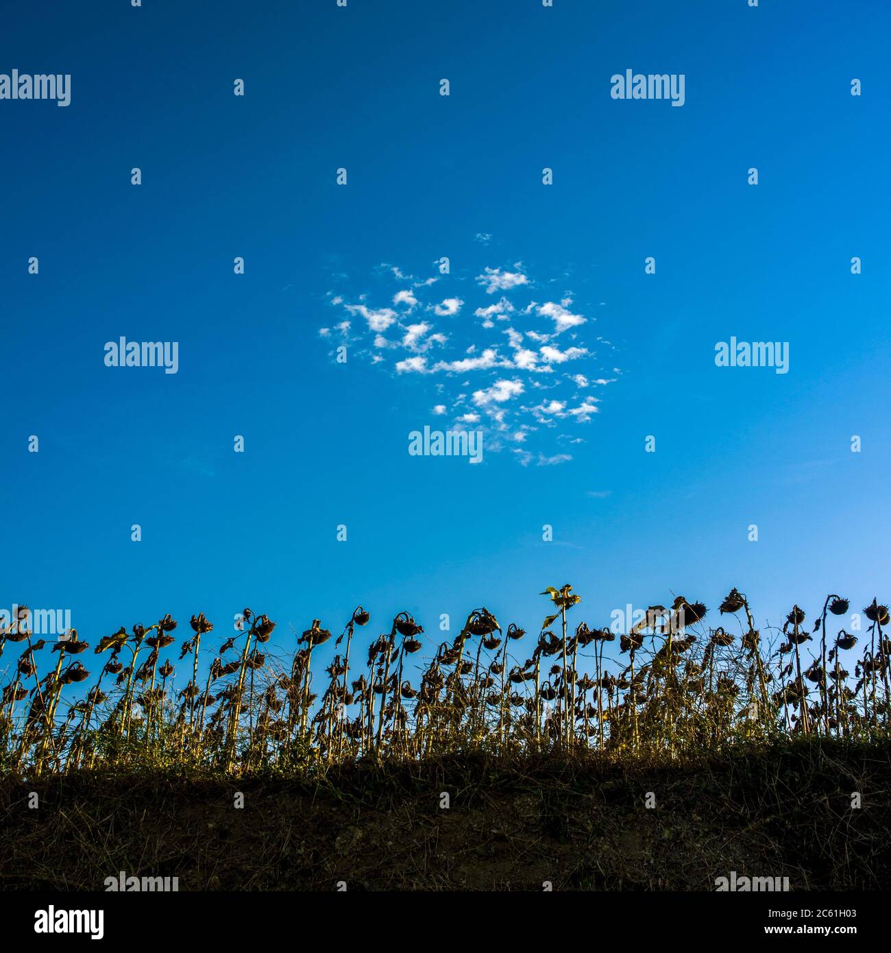 Nahaufnahme von welkenden Sonnenblumen in der Filed unter dem Sonnenlicht Stockfoto