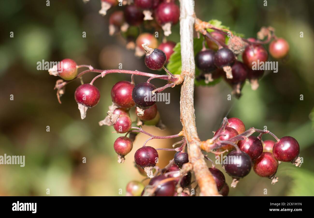 Reifende schwarze Johannisbeere Beeren, Ribes nigrum, auf einem schwarzen Johannisbeere Buschzweig, natürliche grüne Blatt Hintergrund mit selektivem Fokus Stockfoto