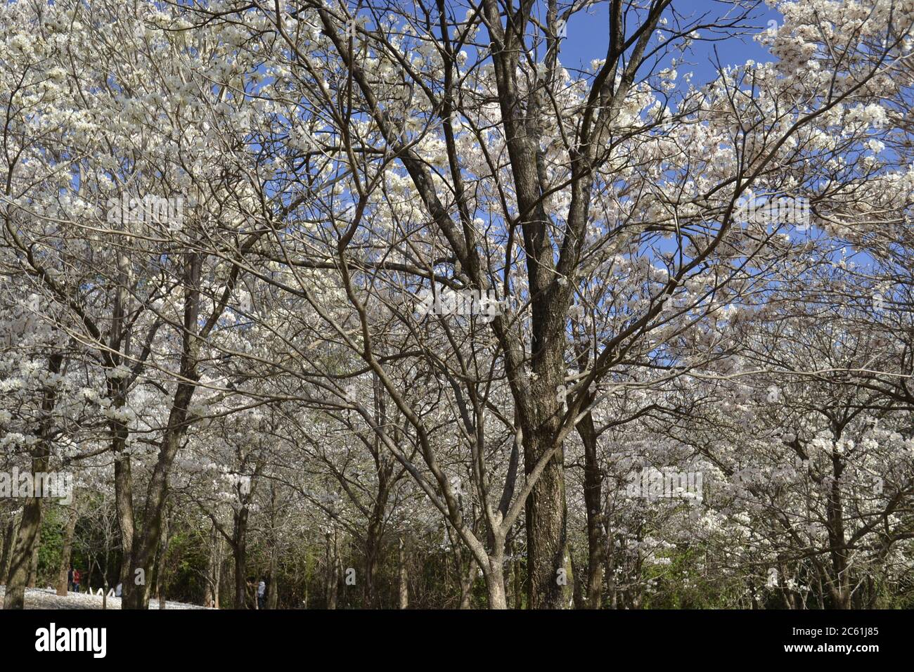 IPES-Wald, Bäume mit Blütenblättern und weißen Blumen, mit selektivem Fokus auf Panoramablick, Brasilien, Südamerika Stockfoto
