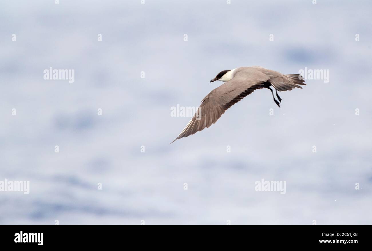 Langschwanziger Skua (Stercorarius longicaudus) Erwachsener, der bis zum Wintergefieder mausert ist und vor Madeira über dem Atlantik fliegt. Stockfoto