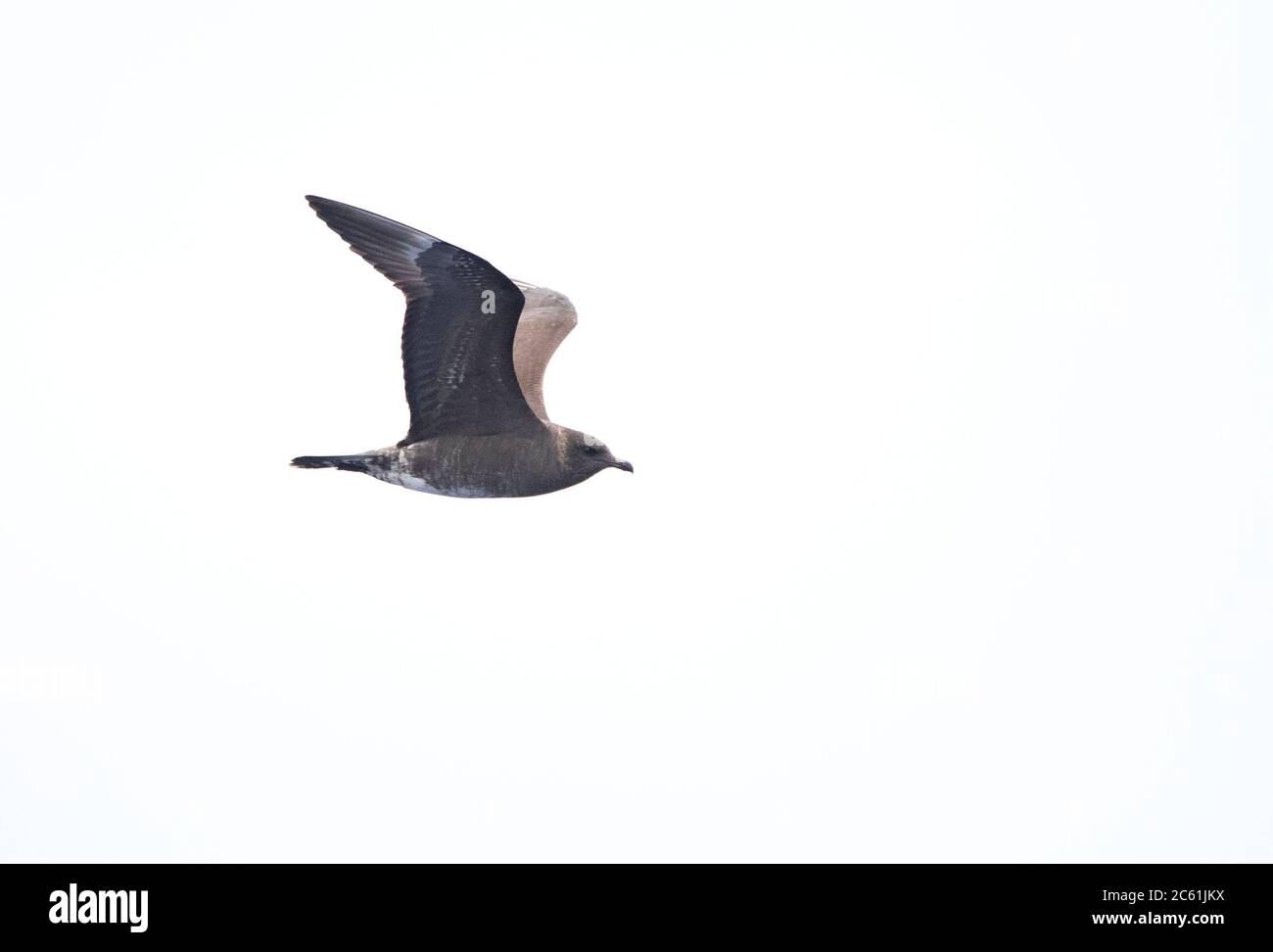 Erstwinter Dunkle Phase Langschwanz-Skua (Stercorarius longicaudus), der vor Madeira über dem Atlantik fliegt. Zeigt unter dem Flügel. Stockfoto