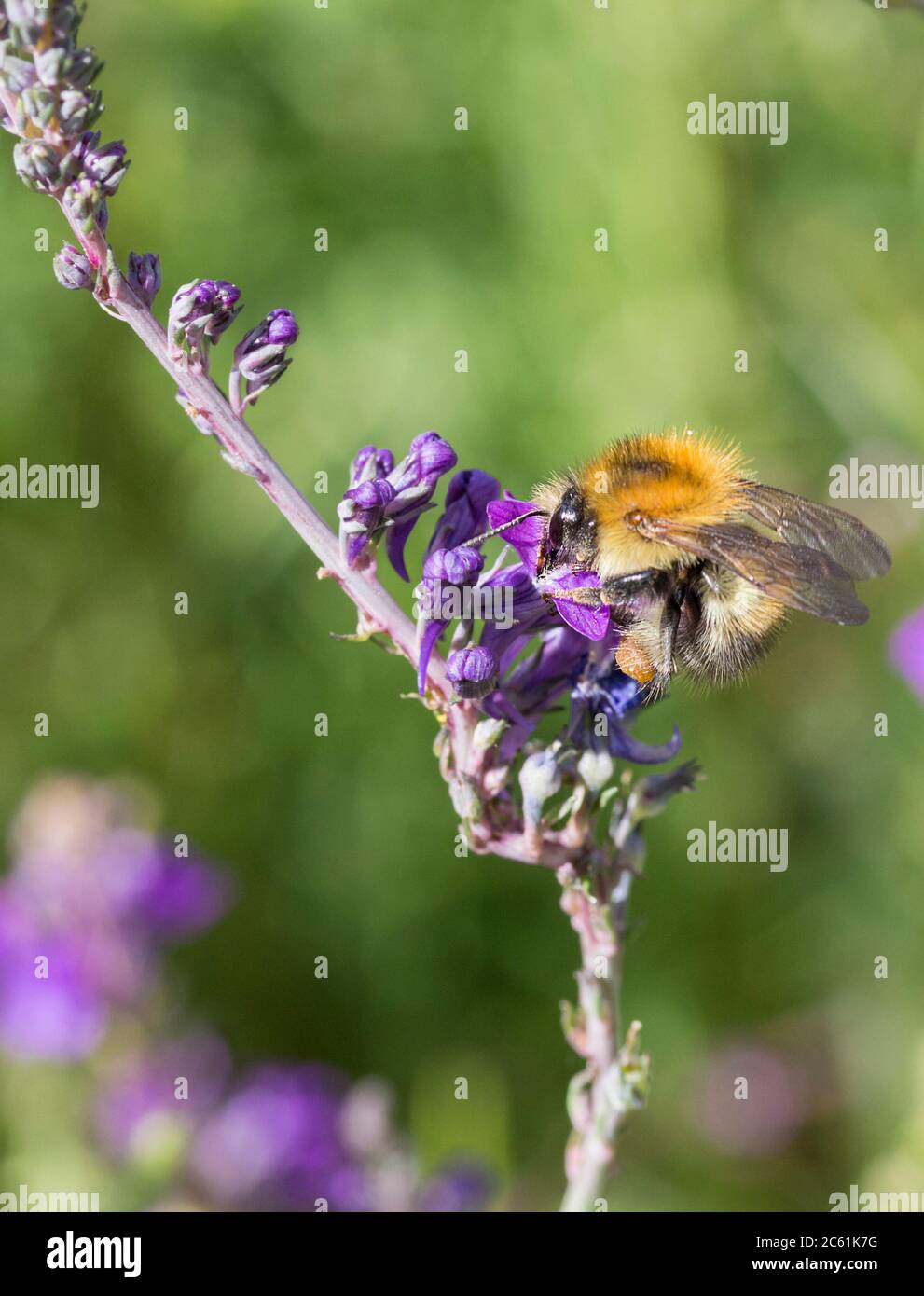 Biene auf lila blühenden Pflanze im Hochformat mit Platz oben für Text kopieren ideale Buch Cover-Bild. Gelbe und Buff Biene kann Carder Biene sein. Stockfoto