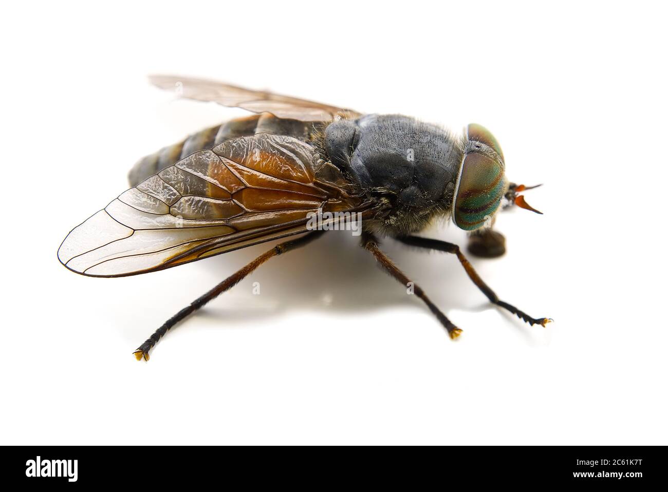 Makro-Shooting von Big Gadfly isoliert auf einem weißen Hintergrund, Stockfoto