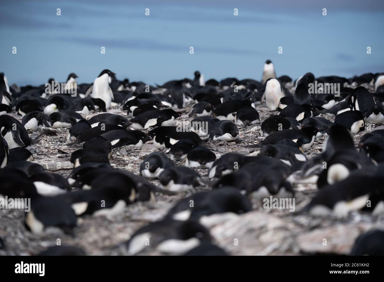 Adelie Pinguin (Pygoscelis adeliae) auf Signy Island, Krönungsinsel, Antarktis Stockfoto