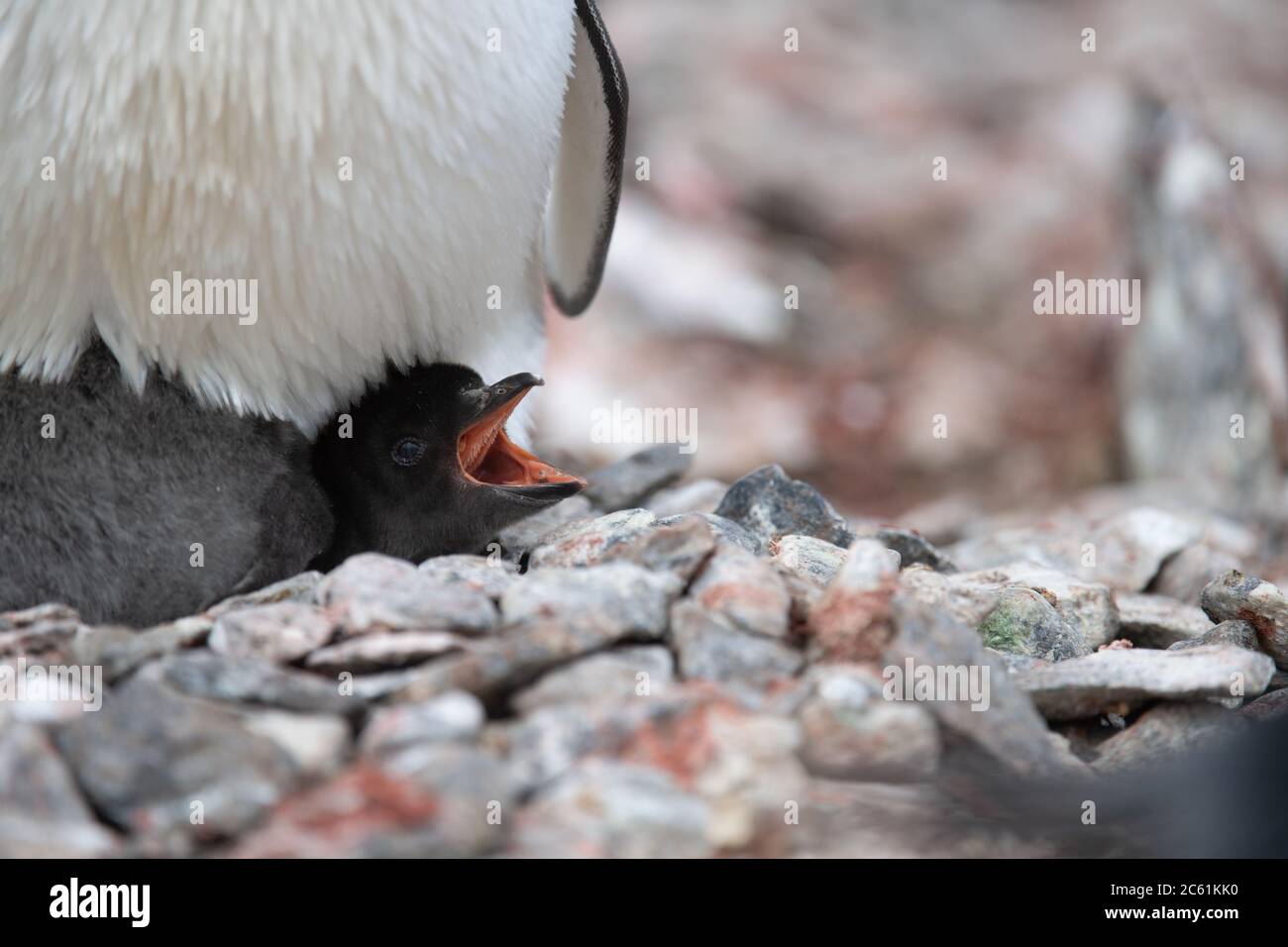 Adelie Pinguin (Pygoscelis adeliae) Küken unter Eltern auf Signy Island, Krönungsinsel, Antarktis Stockfoto