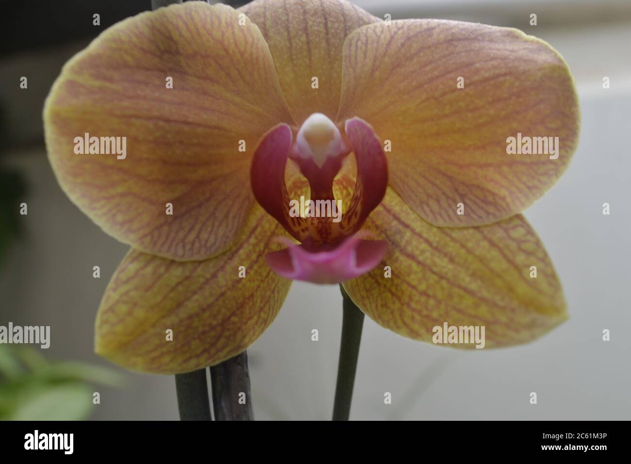 Orchidee, im Zoom-Foto, mit rosa Blütenblättern und absichtlich verschwommenem Hintergrund, wissenschaftlicher Name Doritaenopsis dorado, gepflanzt in einem Topf in einem Wohngebiet Stockfoto