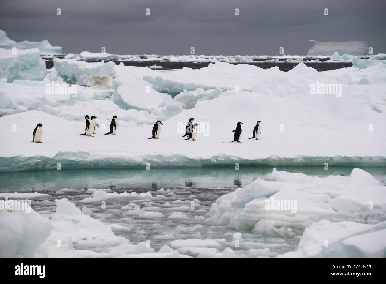 Adelie Pinguin (Pygoscelis adeliae) auf Signy Island, Krönungsinsel, Antarktis Stockfoto