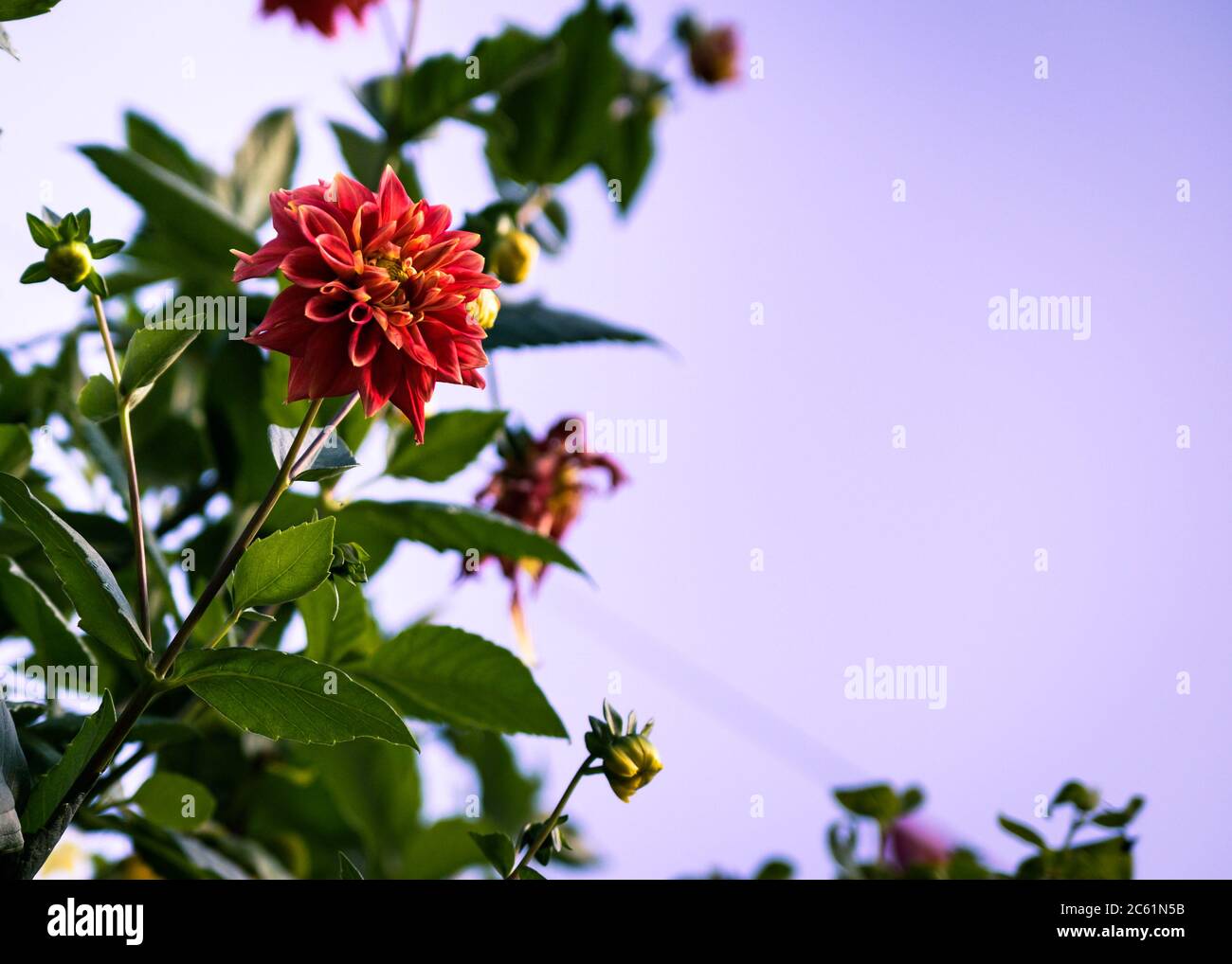 Nahaufnahme der roten und rosa Farbe Chrysanthemum Blume-gemustert genial sieht hypnotisierend in einem Garten, in der höheren Höhe des Himalaya blüht. Stockfoto