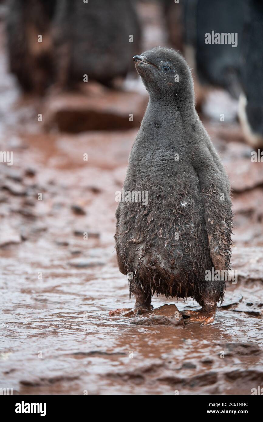 Adelie Pinguin (Pygoscelis adeliae) Küken auf Signy Island, Krönungsinsel, Antarktis Stockfoto