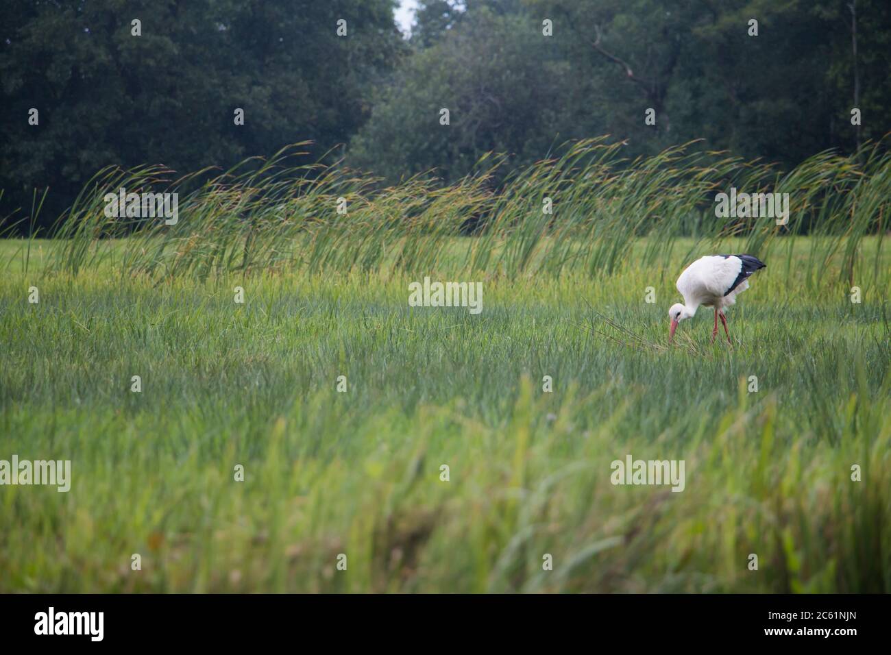 Weißstorch (Ciconia ciconia) auf der Suche nach Nahrung auf einer Wiese Stockfoto