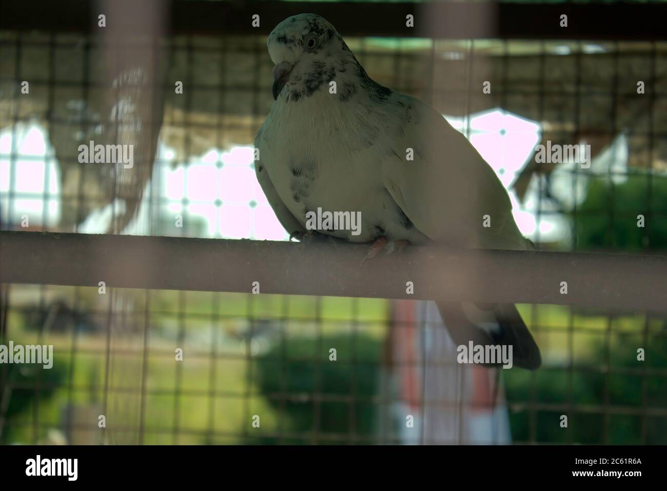 Eine Nahaufnahme der weißen Taube in einem Käfig Stockfoto