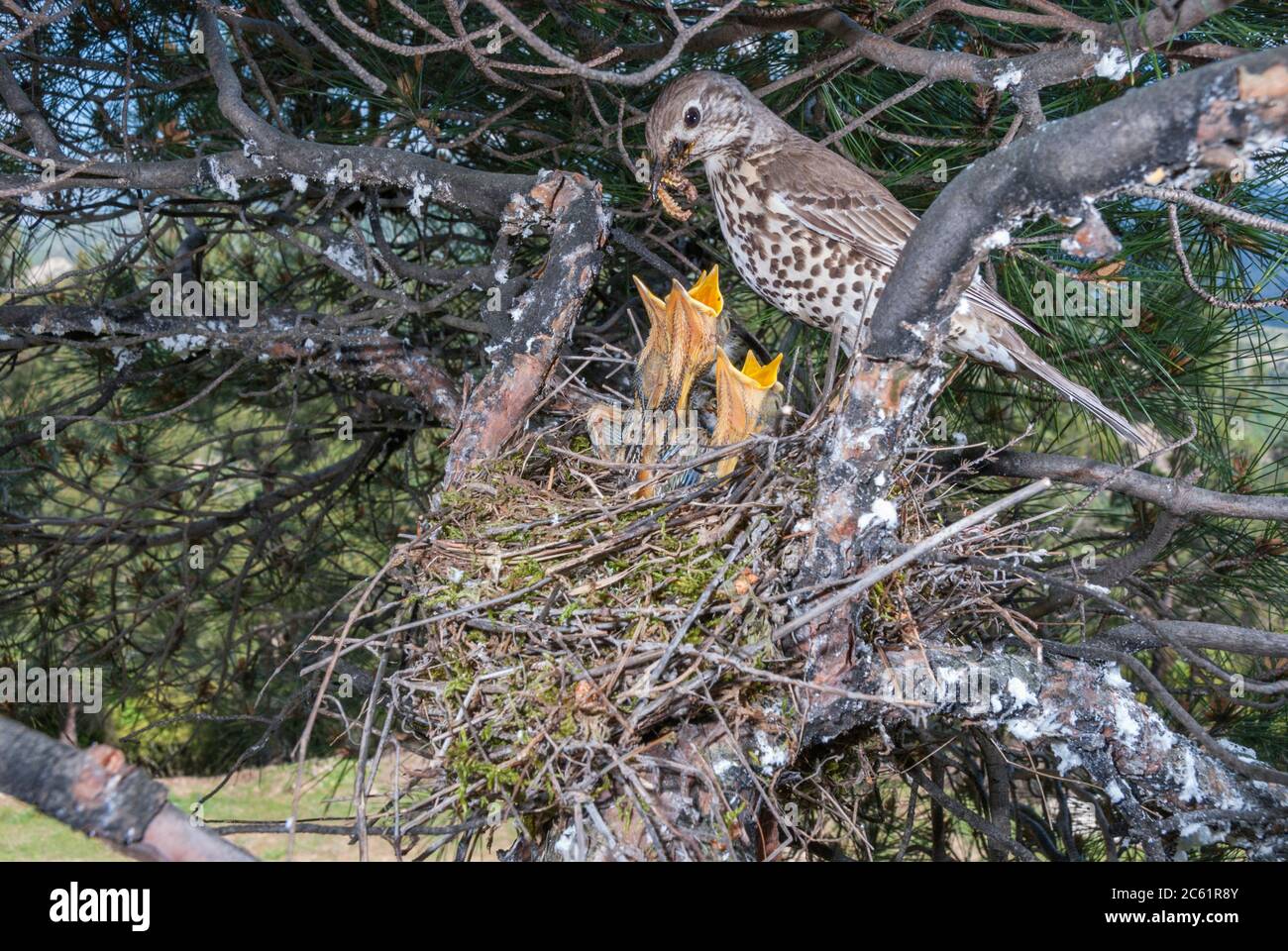 Eine Misteldrossel (Turdus viscivorus) füttert die Nestlinge mit Würmern im Nest auf einem Baum Stockfoto