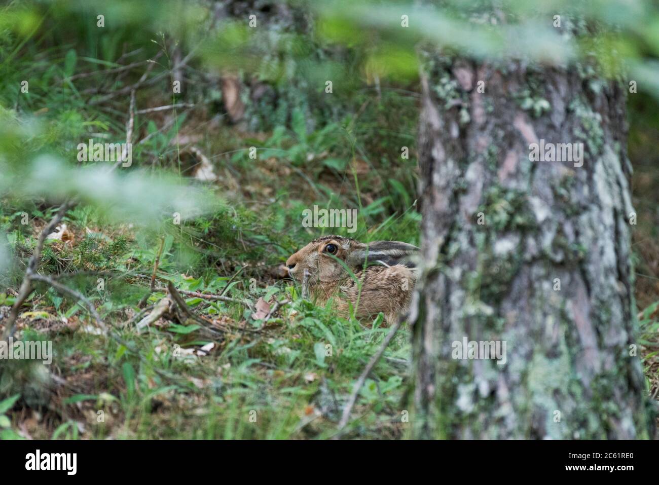 Ein europäischer Hase (Lepus europaeus) versteckt sich im Wald Stockfoto