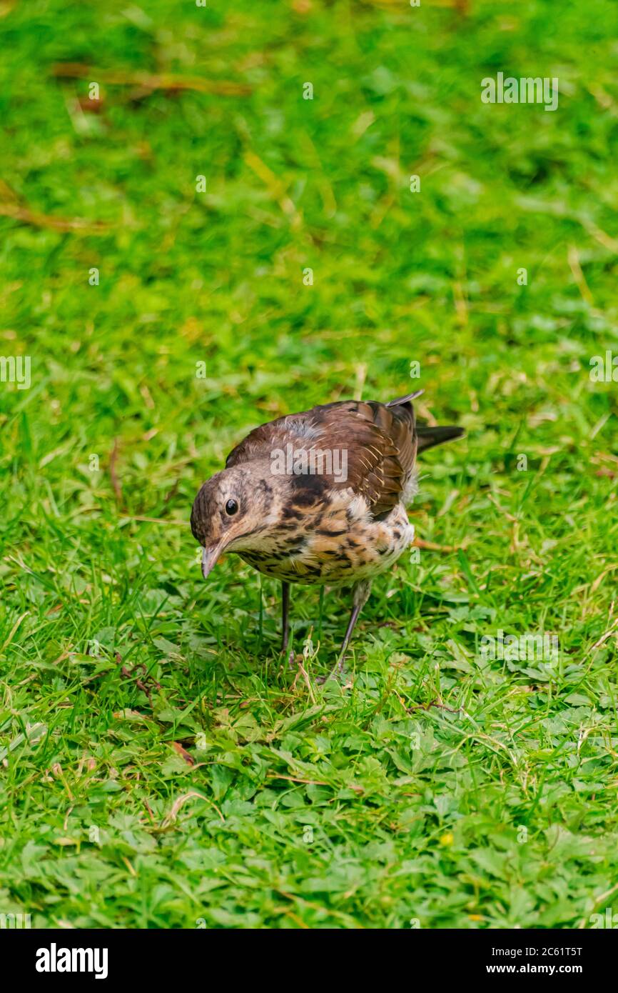 Singdrossel, (Turdus philomelos), auf grünem Grasboden Stockfoto