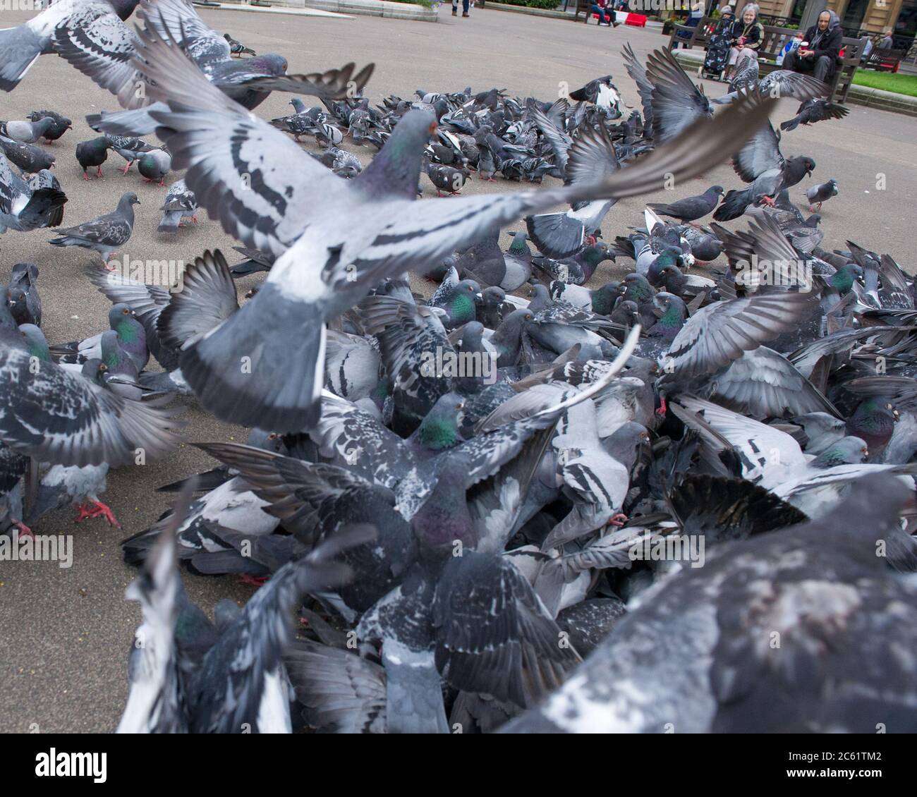 Glasgow, Schottland, Großbritannien. Juli 2020. Im Bild: Leute, die die Massen von Tauben auf dem George Square füttern. Menschen auf dem George Square. Bars und Restaurants werden in Glasgow wieder eröffnet, da die Sperrungen leichter werden. Von heute an begrüßen Pubs, Bars, Cafés und Restaurants in England, Schottland und Nordirland zum ersten Mal seit Beginn der Sperre im März Kunden. Quelle: Colin Fisher/Alamy Live News Stockfoto