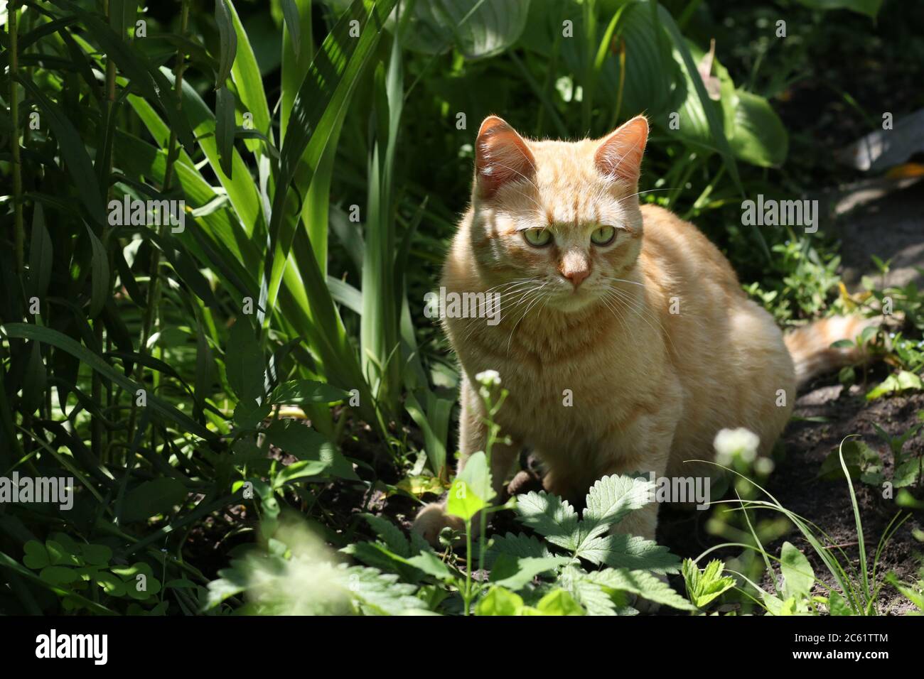 Rote Katze sitzt im Gebüsch und starrt aufmerksam zur Seite, Closeup Stockfoto
