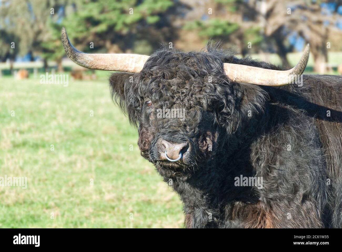 Highland Bullenkuh in einem Feld. Stockfoto