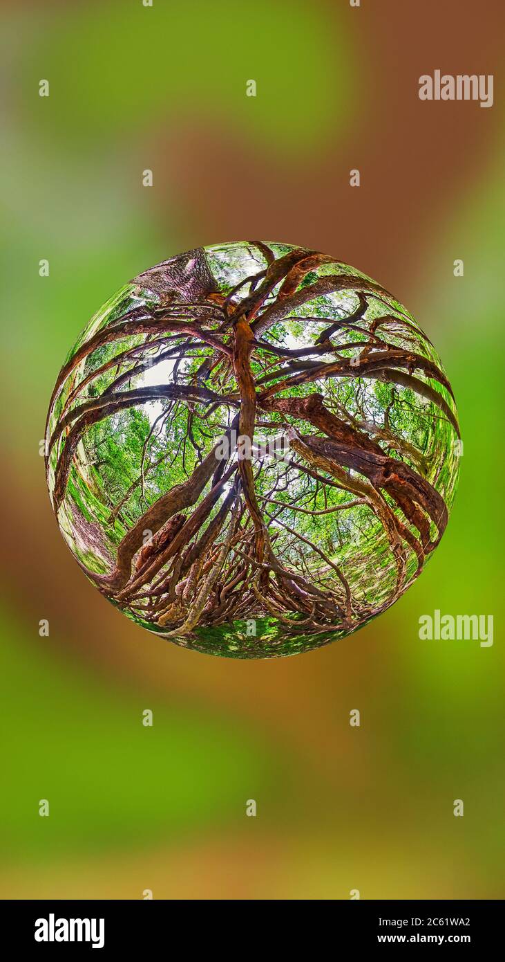 Waldschutzgebiet im Neuen Wald Stockfoto