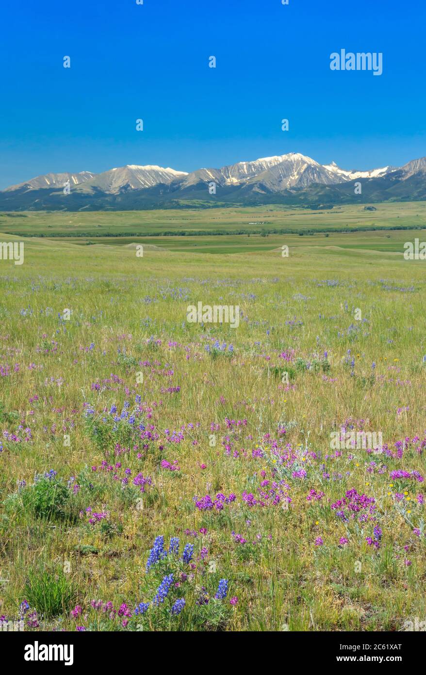 wildblumen in einer Hochlandwiese unter den verrückten Bergen bei melville, montana Stockfoto