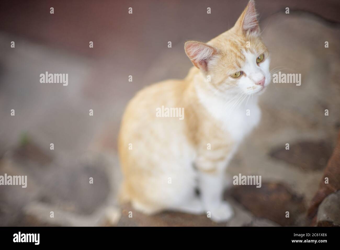 Yong Ingwer-weiße Katze ruht im Sommerhof Stockfoto