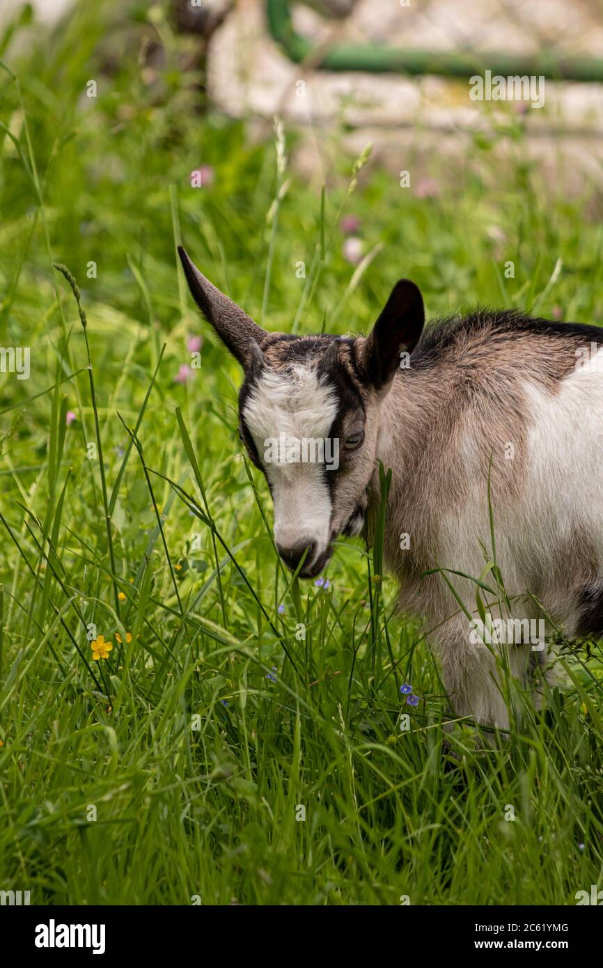 Kleine braune und weiße Hausziege Stockfoto