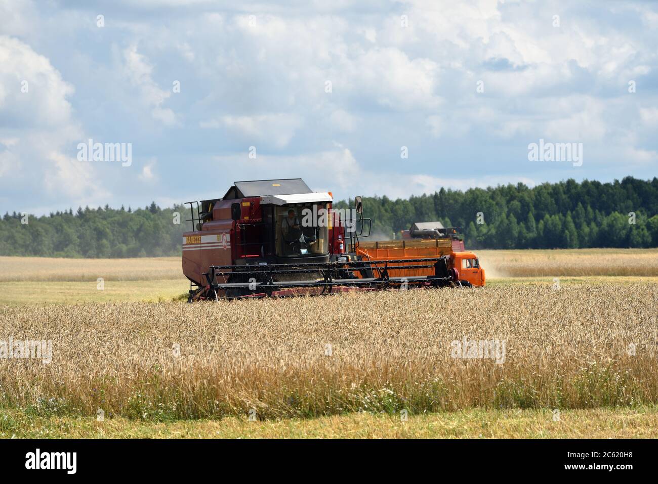 NARO-FOMINSK, RUSSLAND - 31. JUL 2016: Ernte von Weizen. Kombinieren Harvester in landwirtschaftlichen Feldern. Russland ist der erste im Export von Weizen in der w Stockfoto