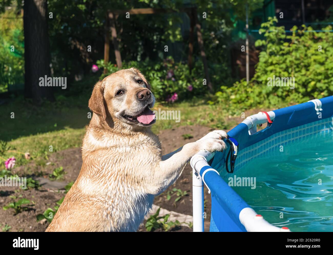 White labrador am Pool im Garten Stockfoto