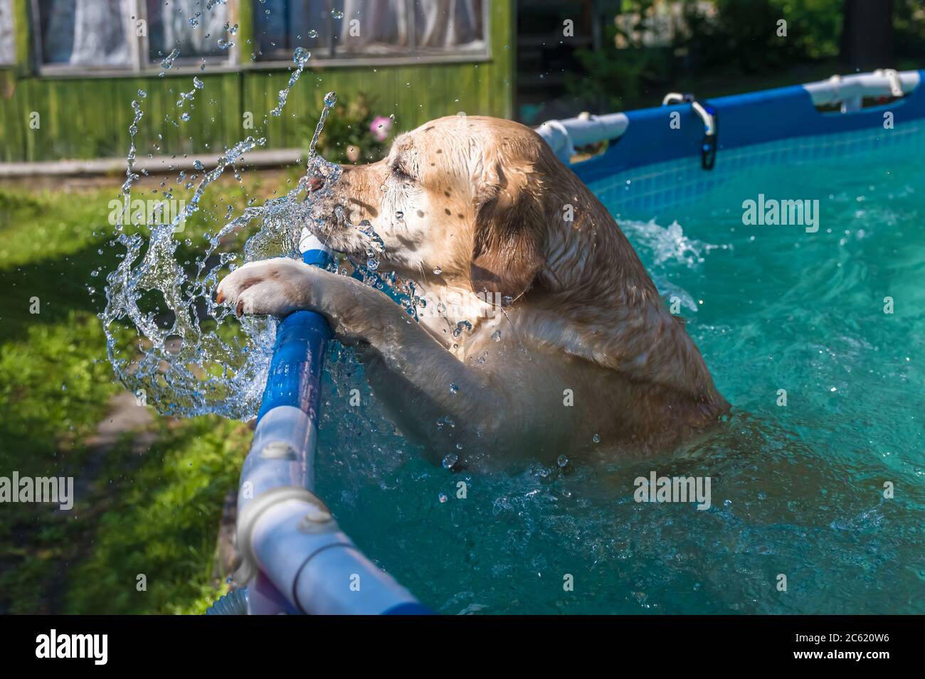 Hund Labrador steht im Rahmen Pool Stockfoto